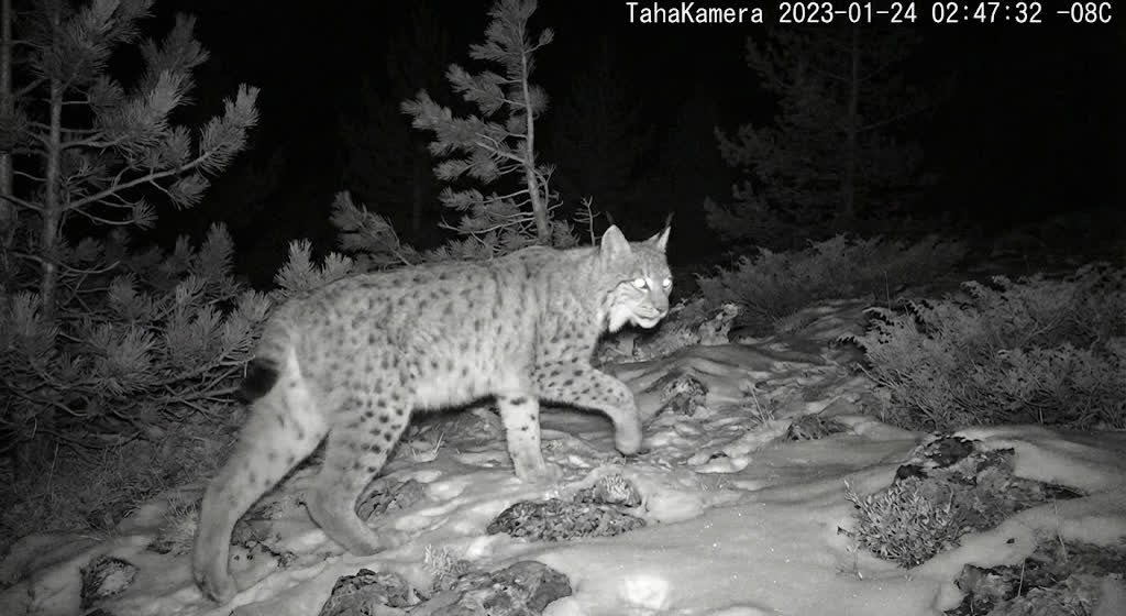 Camera trap — Yıldıztepe, İspir, Erzurum