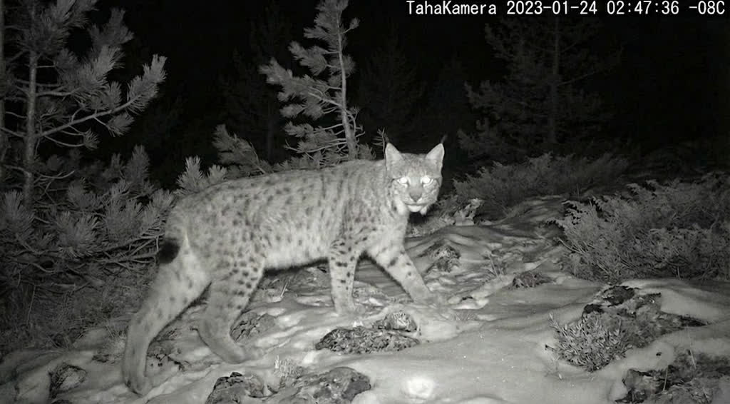 Camera trap, second frame — Yıldıztepe, İspir, Erzurum